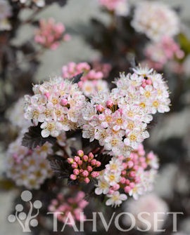 Purppuraheisiangervo Tiny Wine at 3 L - Ruusut ja koristepensaat - 8717191523554 - 1