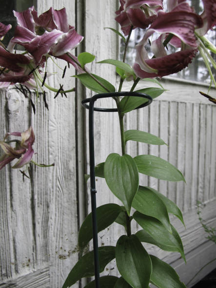 Kukkatuki lenkki Ø56mm x 61cm - Kasvien kiinnitys ja tuenta - 6430040622995 - 1