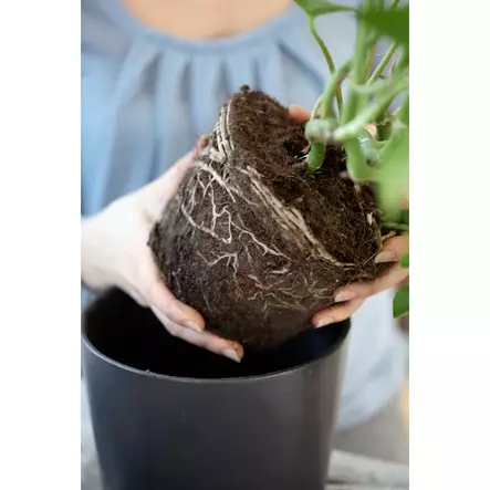 Kekkilä Viherkasvimulta 30 L - Kukkamullat - 6433000100465 - 2