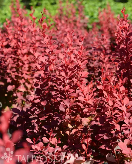 Venice Purppurahappomarja At 3 L - Ruusut ja koristepensaat - 6417189203155 - 1