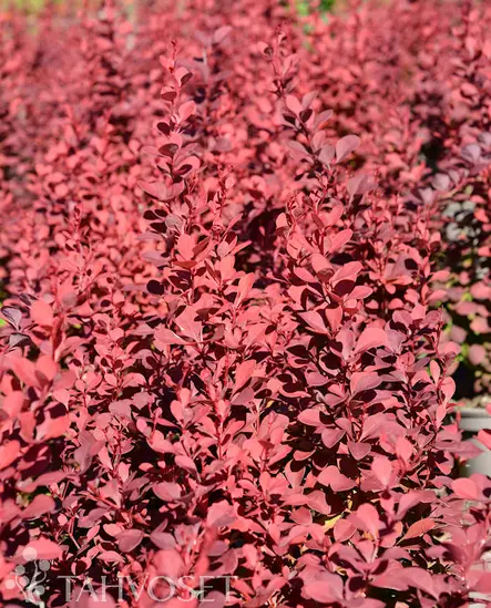 Venice Purppurahappomarja At 3 L - Ruusut ja koristepensaat - 6417189203155 - 2
