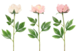 4Living Pioni 60cm - Pihakoristeet - 6410416318615 - 1