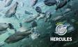 Hercules Baltic 7 kalanrehu 25kg - Kalan rehut - 963155 - 1