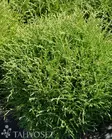 Pallotuija Thuja Occidentalis 'Tiny Tim' - Havut ja alppiruusut - 8718754691055 - 1