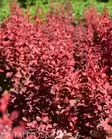 Venice Purppurahappomarja At 3 L - Ruusut ja koristepensaat - 6417189203155 - 1
