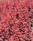 Venice Purppurahappomarja At 3 L - Ruusut ja koristepensaat - 6417189203155 - 2