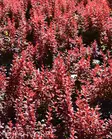 Venice Purppurahappomarja At 3 L - Ruusut ja koristepensaat - 6417189203155 - 3