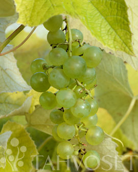 Aitoviiniköynnös Adalmina at 2 L - Köynnöskasvit - 6417189248125 - 1