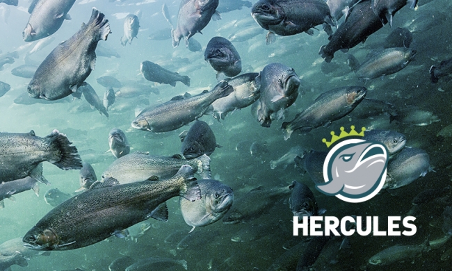 Hercules Baltic 7 kalanrehu 25kg - Kalan rehut - 963155 - 1