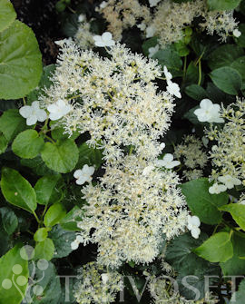 Köynnöshortensia at 2 L - Köynnöskasvit - 6417189247005 - 1