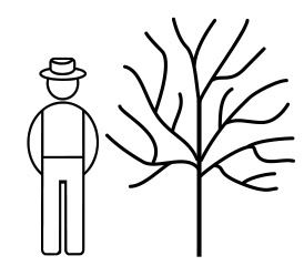 Persikka Amsden 100-150 at 7 L - Hedelmäpuut - 6417189598015 - 1