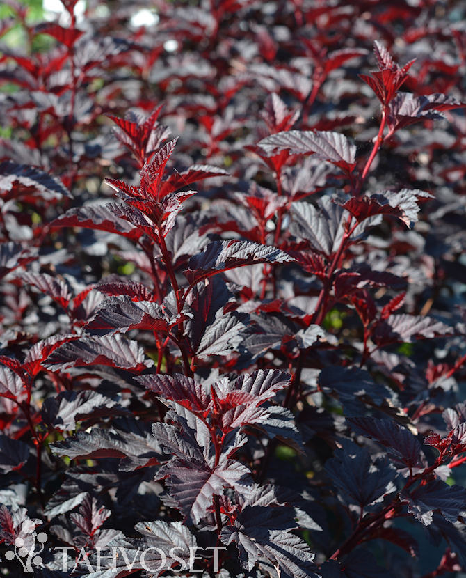 Purppuraheisiangervo Fireside at 3 L - Ruusut ja koristepensaat - 6417189215165 - 1