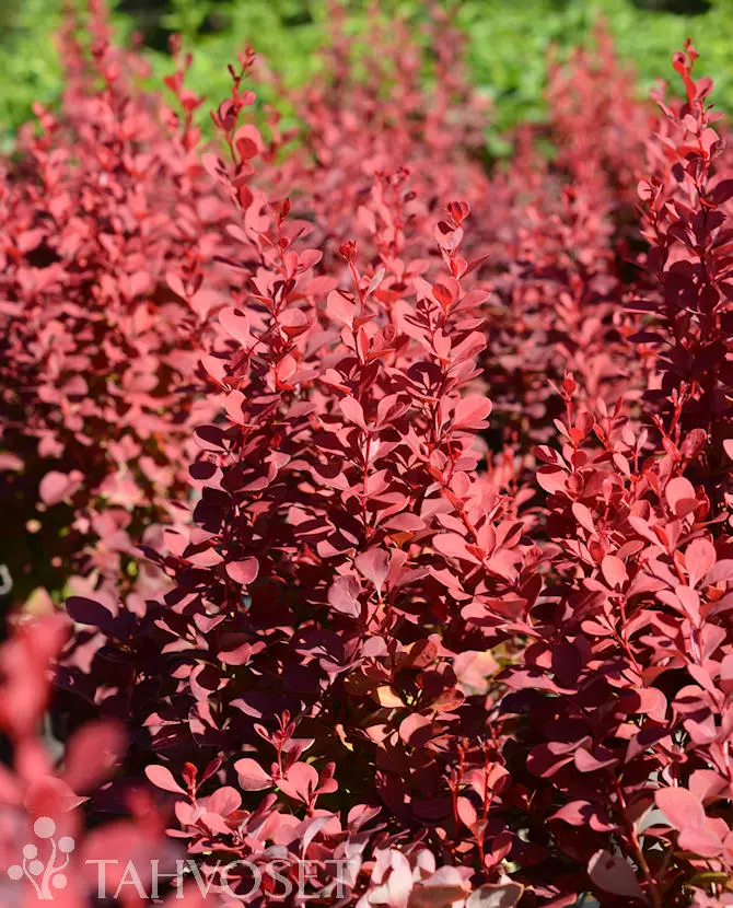 Venice Purppurahappomarja At 3 L - Ruusut ja koristepensaat - 6417189203155 - 1