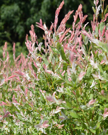 Hakuropaju at 3 L - Ruusut ja koristepensaat - 6417189219156 - 1