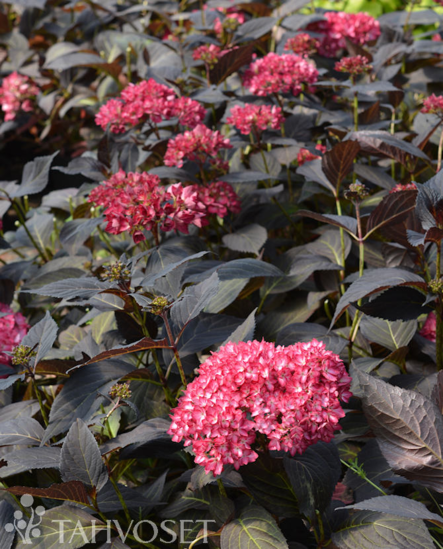 Jalohortensia Eclipse® at 3 L - Ruusut ja koristepensaat - 6417189212416 - 2