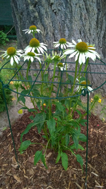 Verkkotuki kukille Ø60x60cm, vihreä - Kasvien kiinnitys ja tuenta - 6430040628676 - 1