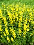 Tarha-alpi at 9cm - Perennat - 6430011047536 - 1