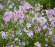 Myskimalva Rose - Puutarhasiemenet - 6415152070506 - 2