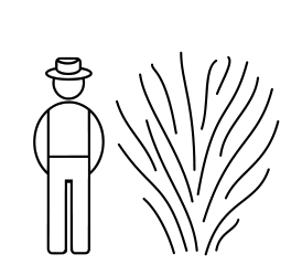 Mustaselja 'Black Lace' 40-50cm at 5 L - Ruusut ja koristepensaat - 6417189220046 - 1