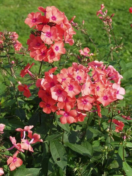 Syysleimu Spitfire at 9cm - Perennat - 6430011046836 - 1