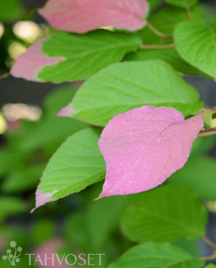 Kiinanlaikkuköynnös at 2 L - Köynnöskasvit - 6417189240037 - 3