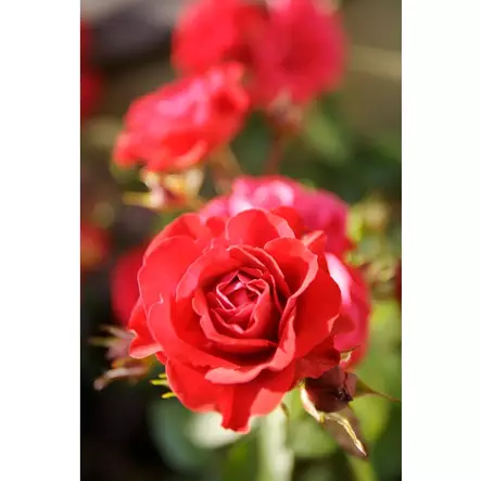 Kekkilä Ruusulannoite 0,8 kg - Puutarhalannoitteet - 6433000620857 - 3