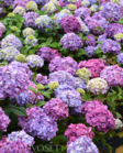 Jalohortensia Bloom Star at 3 L - Ruusut ja koristepensaat - 6417189211297 - 2