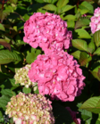 Jalohortensia Bloom Star at 3 L - Ruusut ja koristepensaat - 6417189211297 - 3