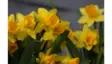 Narsissi Tete a Tete 12cm - Kesäkukat ja kevään sesonkikukat - 8717191017237 - 1