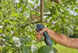 Oksasakset AssistCut Gardena 12222-20 - Puutarhasakset ja leikkurit - 4078500057417 - 5
