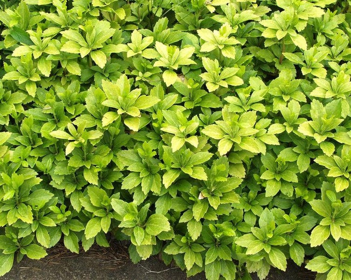 Varjoyrtti at 9cm - Perennat - 6430011047697 - 1