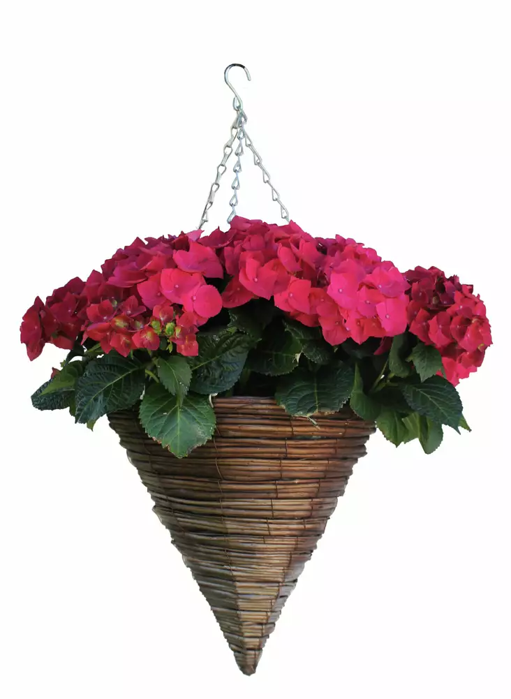 Rottinkiamppeli Kartio Ø35cm - Ulkoruukut - 6416556106907 - 1