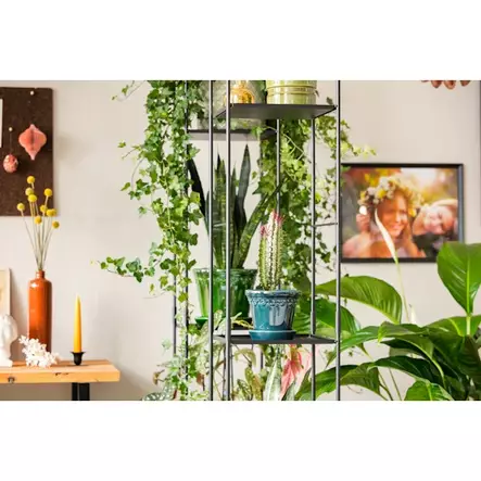 Kekkilä Kaktus- ja mehikasvimulta 6 l - Kukkamullat - 6433000100298 - 2