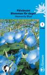 Päivänsini HEAVENLY BLUE 197900 - Puutarhasiemenet - 6415151979008 - 1