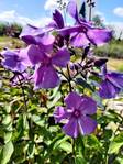 Syysleimu Blue Paradise at 9cm - Perennat - 6430011046768 - 1