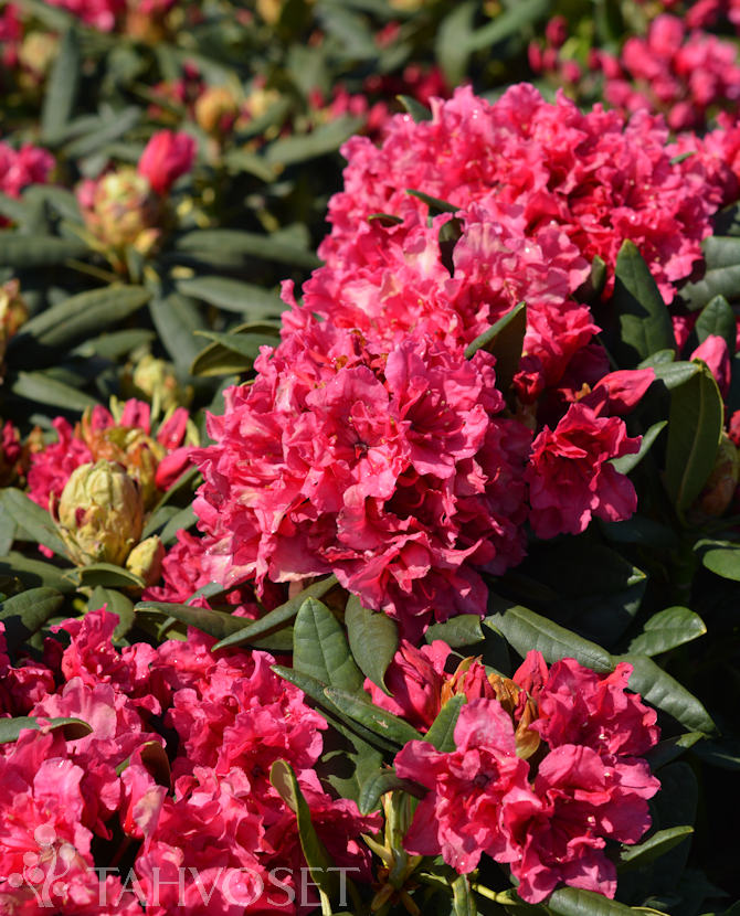 Alppiruusu Double Kiss 30-40cm at 4 L - Havut ja alppiruusut - 6417189829218 - 1