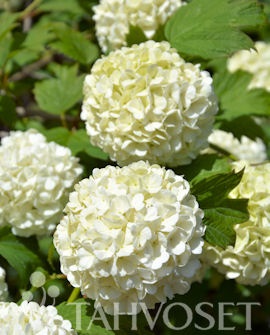 Lumipalloheisi Pohjan Neito at 3 L - Ruusut ja koristepensaat - 6417189227038 - 1