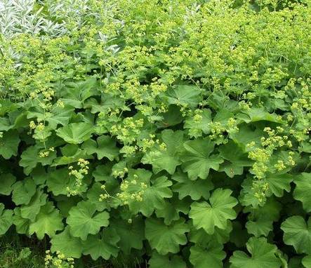 Jättipoimulehti at 9cm - Perennat - 6430011046409 - 1