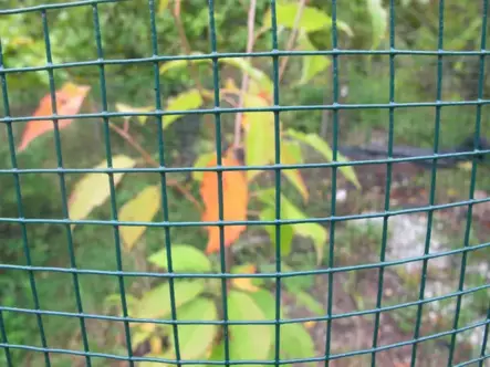 Katiskaverkko vihreä 0,6 x 25 m - Aitaverkot ja aitatarvikkeet - 6430040627679 - 1