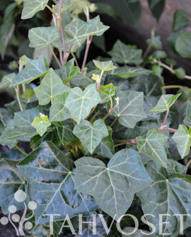 Muratti at 2 L - Köynnöskasvit - 6417189244509 - 1