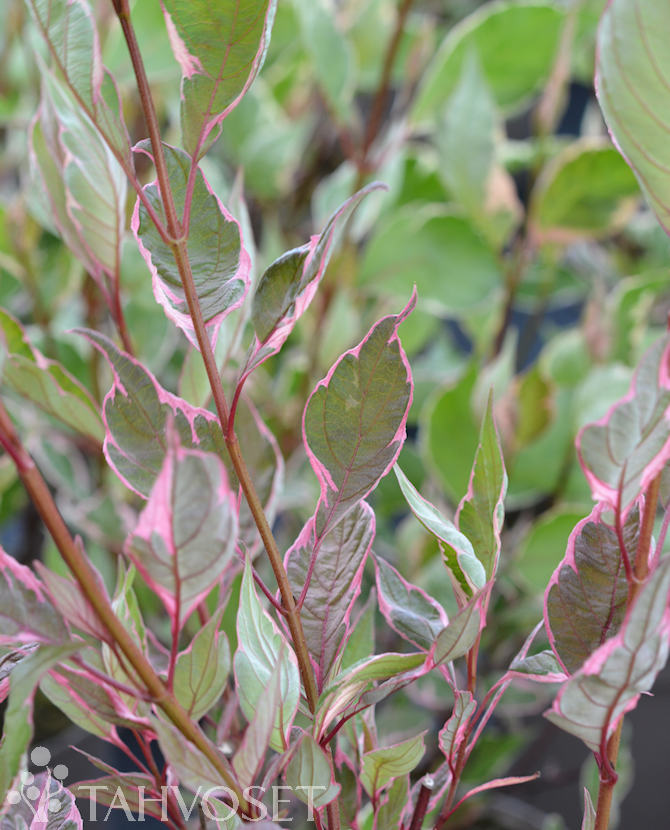 Pensaskanukka Miracle at 3 l - Ruusut ja koristepensaat - 6417189205159 - 1