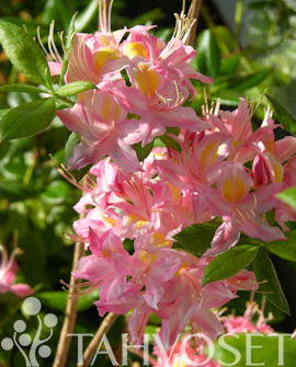 Puistoatsalea Adalmina 30-40 at 3 L - Havut ja alppiruusut - 6417189820109 - 1