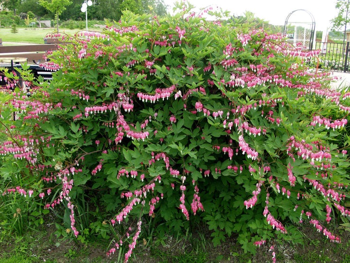 Särkynyt Sydän at 9cm - Perennat - 6430011047529 - 1